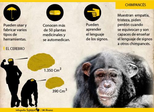 Chimpancé